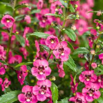 Organic Hybrid Plant